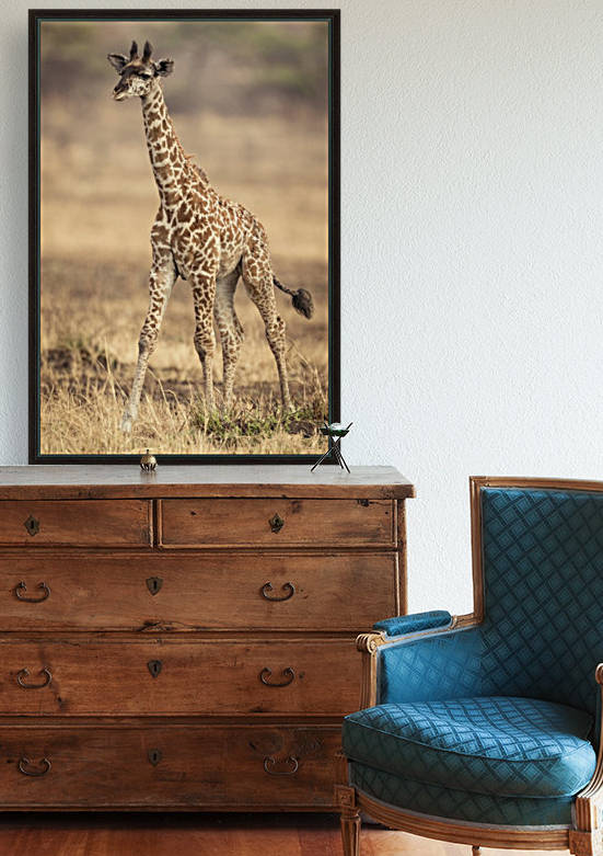 Little Girafe by JADUPONT PHOTO