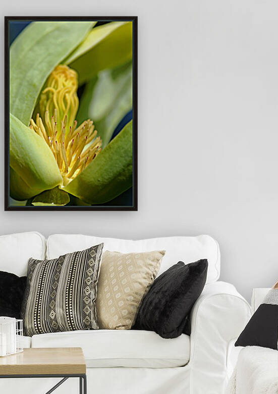 Cucumber Magnolia Bloom by Deb Oppermann