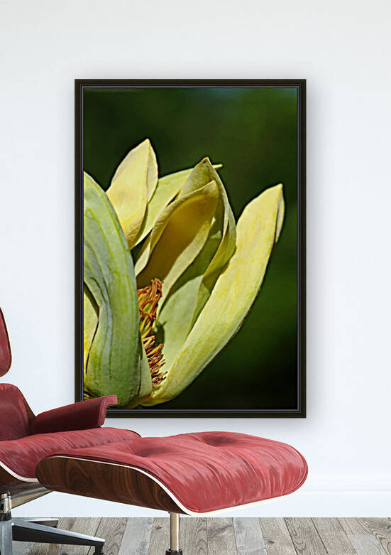 Cucumber Magnolia by Deb Oppermann