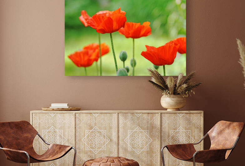 Morning Light Poppies by Deb Oppermann