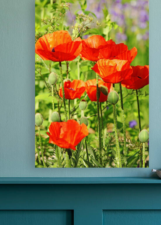 Poppy Garden I by Deb Oppermann
