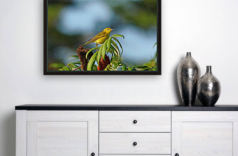 Yellow Warbler In Sumac by Deb Oppermann