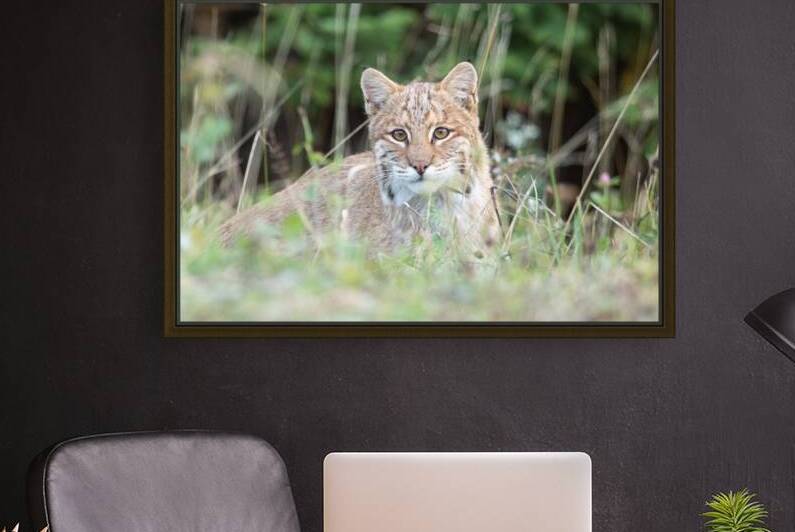 Curious Bobcat by Michel Soucy