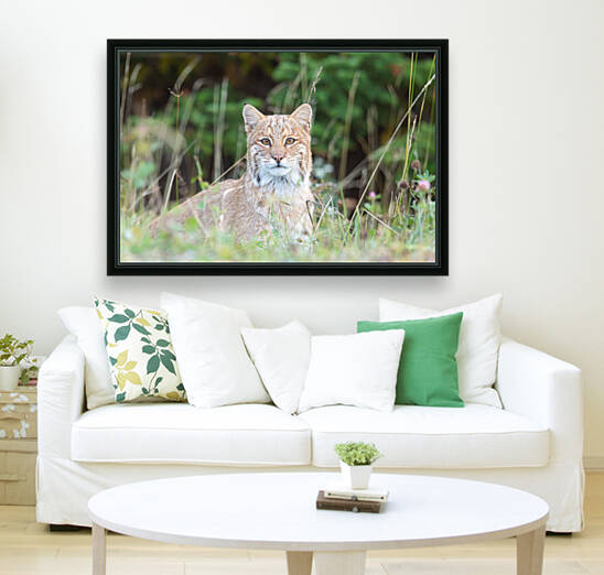 Wild Bobcat by Michel Soucy