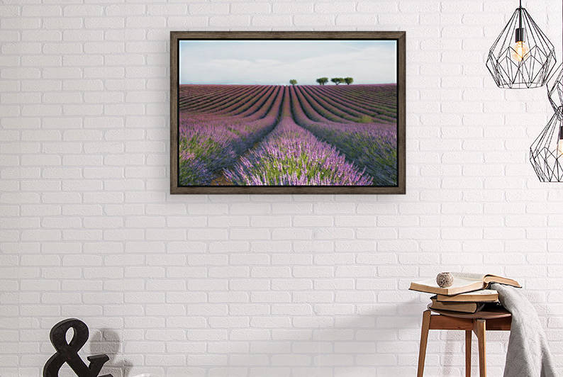 Velours de Lavender by 1x