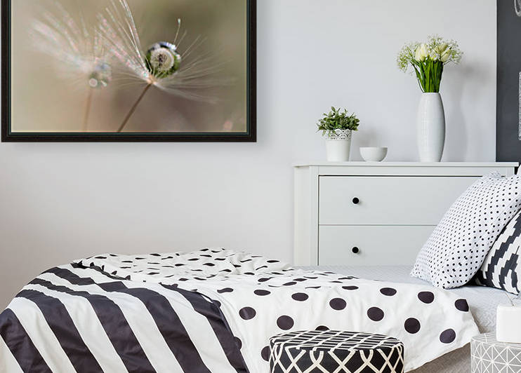 Star of dandelion by 1x