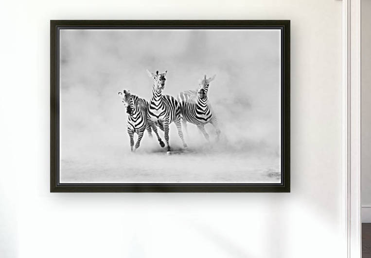 ZEBRAS by 1x