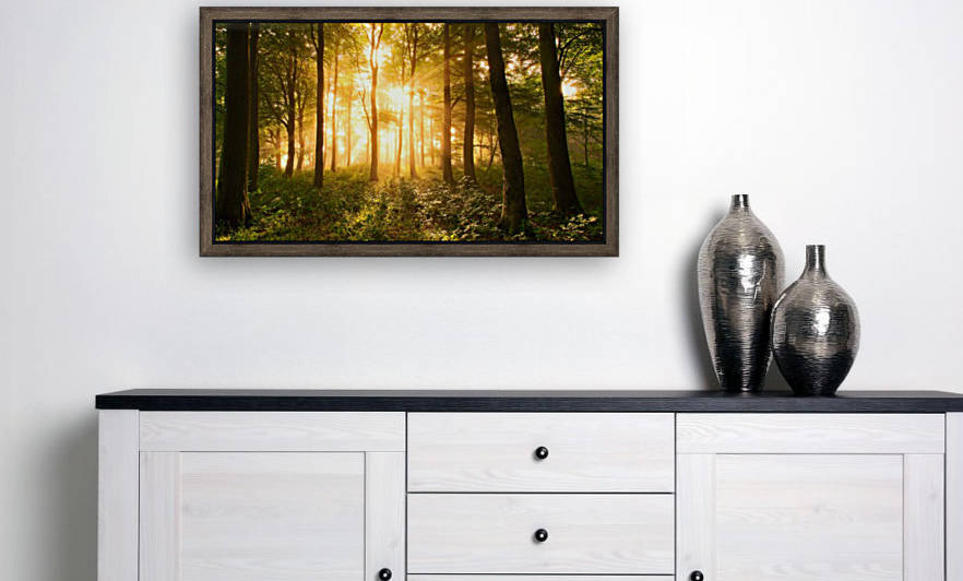 Light in the Forest. by 1x