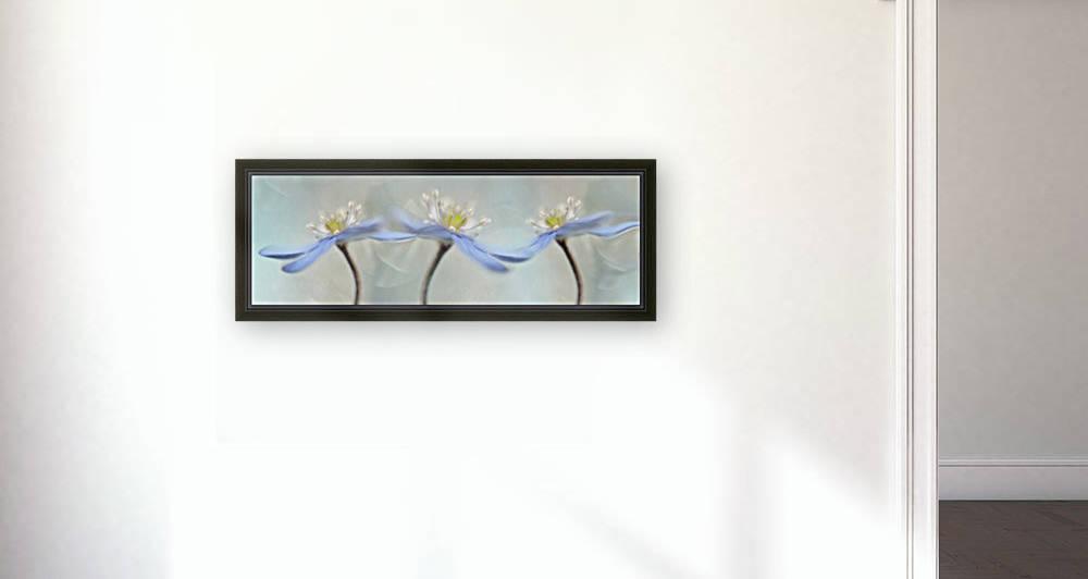 Dancing anemones by 1x