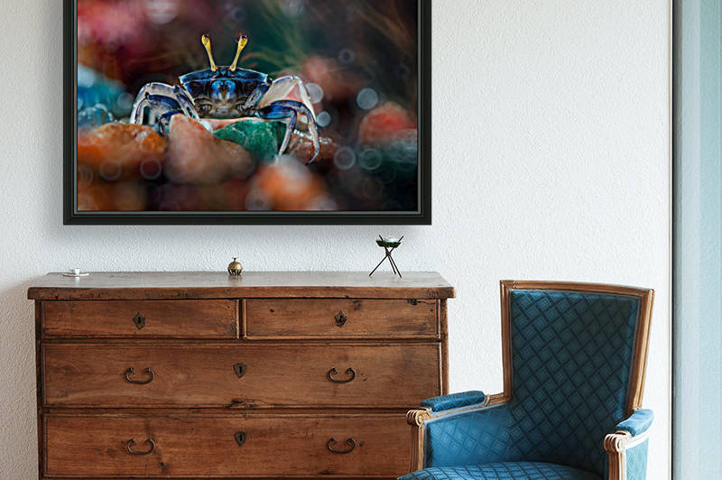 kapiting kacui by 1x