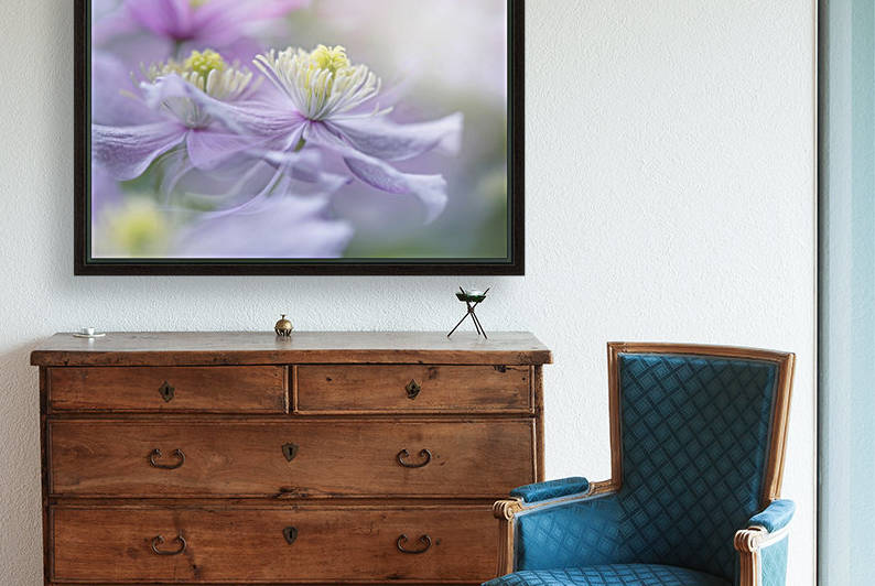 Clematis 'Mayleen' by 1x