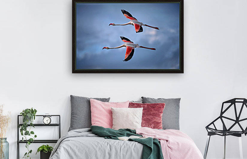 Greater Flamingos by 1x