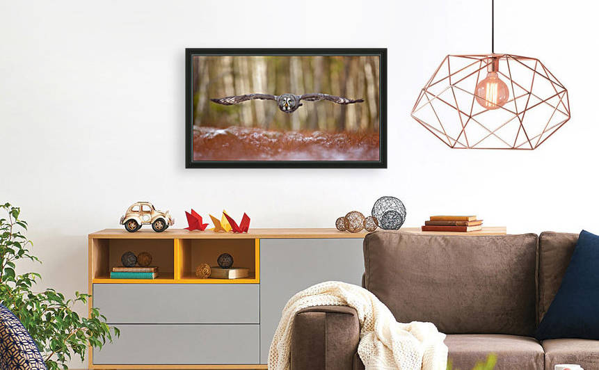 Great grey owl by 1x