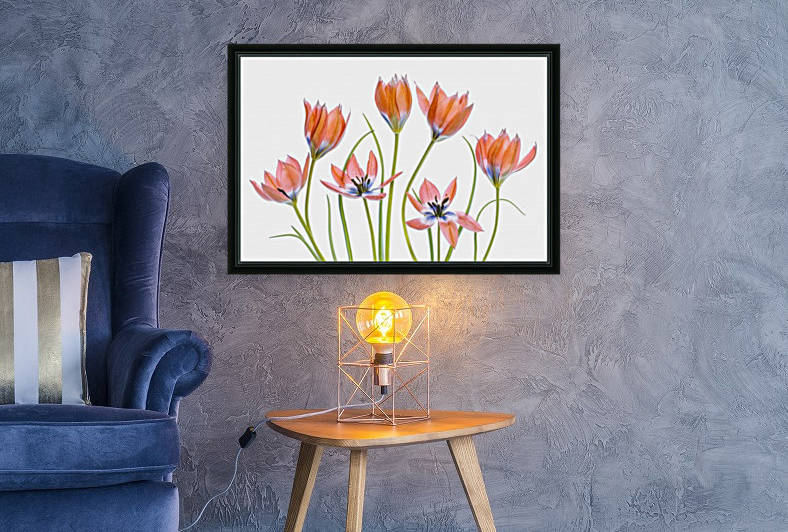 Apricot Tulips by 1x