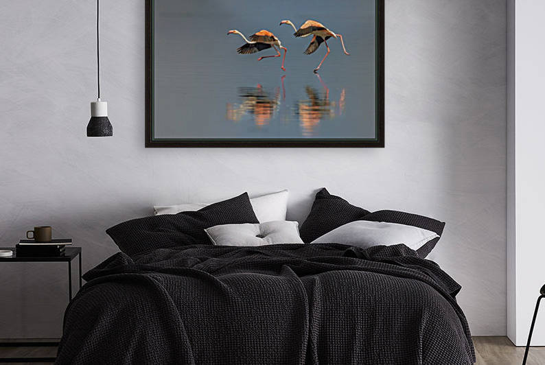 Flamingo landing by 1x