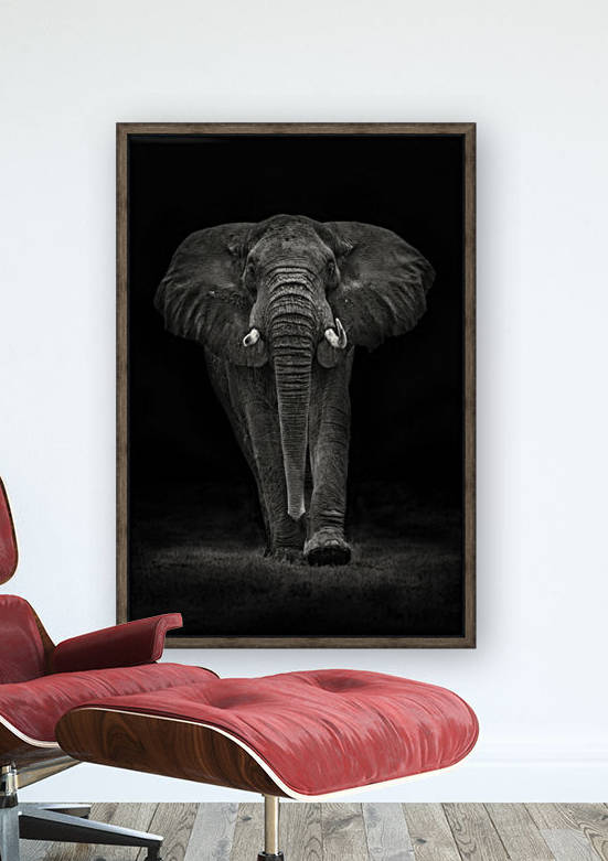 Ngorongoro Bull by 1x