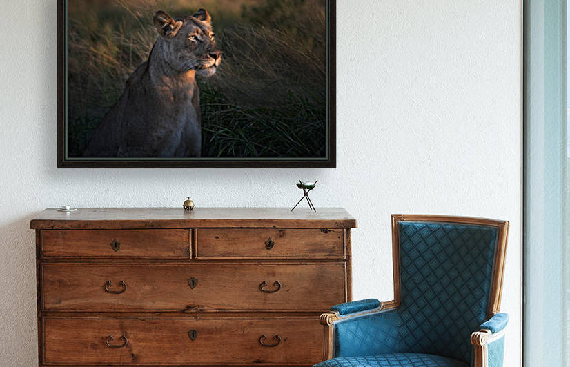 Lioness at firt day ligth by 1x