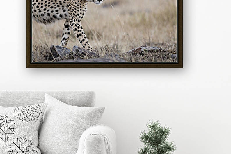 Cheetah Bro by JADUPONT PHOTO