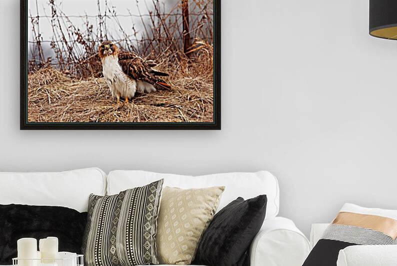 Red Tailed Hawk In The Field by Deb Oppermann