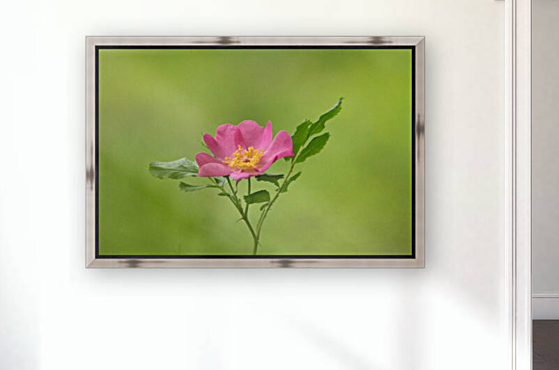 Pink Wild Rose by Deb Oppermann