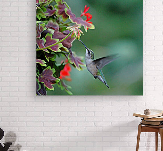 Hummingbird Loving The Orange Geranium by Deb Oppermann