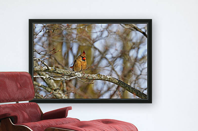 Morning Light Female Cardinal by Deb Oppermann