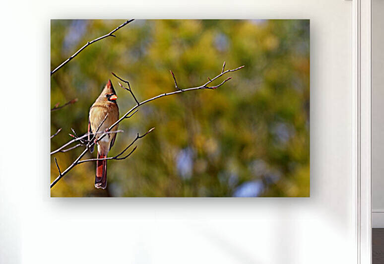 Cardinal In Morning Light by Deb Oppermann