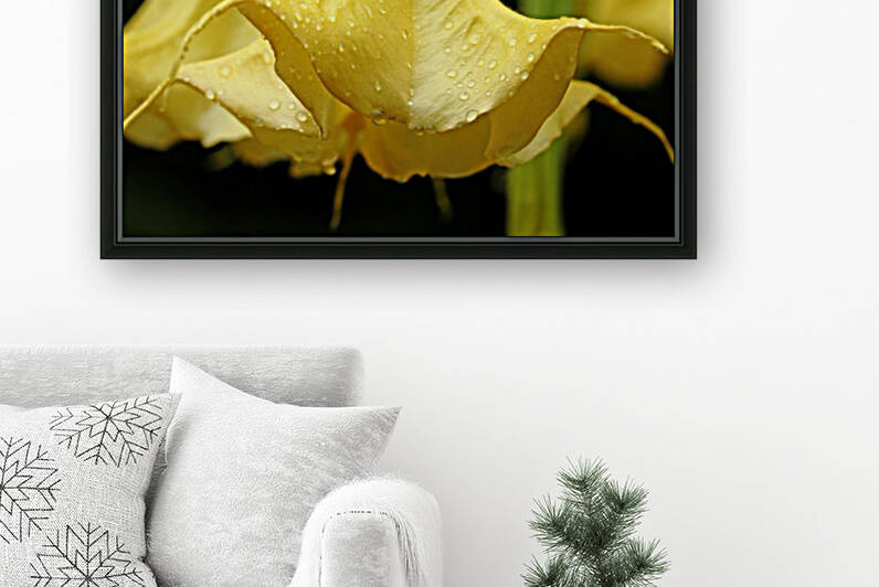 Angels Trumpet With Raindrops by Deb Oppermann