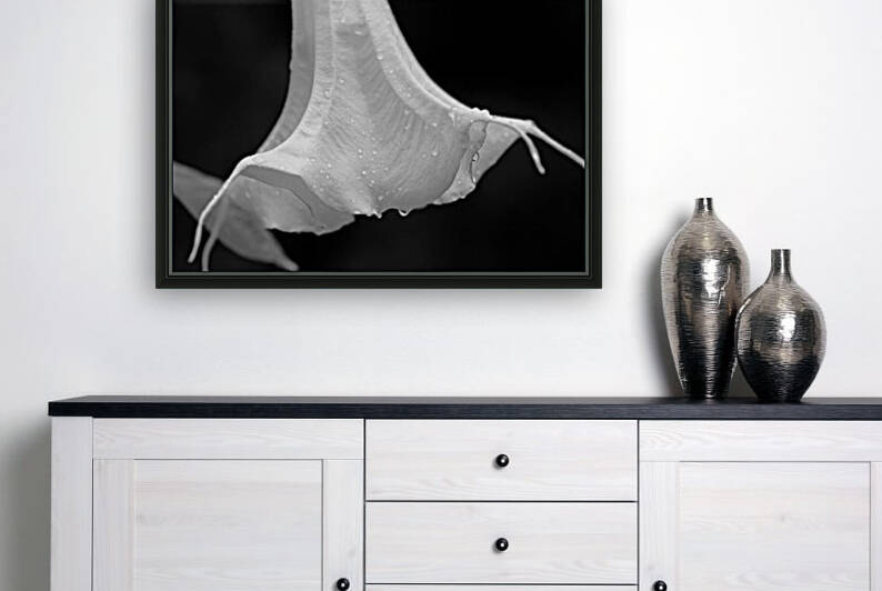 Brugmansia Black And White I by Deb Oppermann