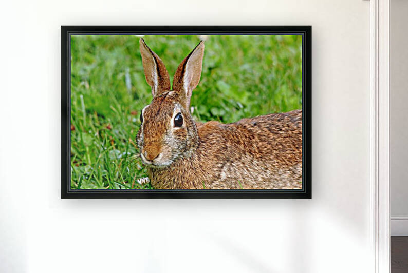 Alert Cottontail by Deb Oppermann