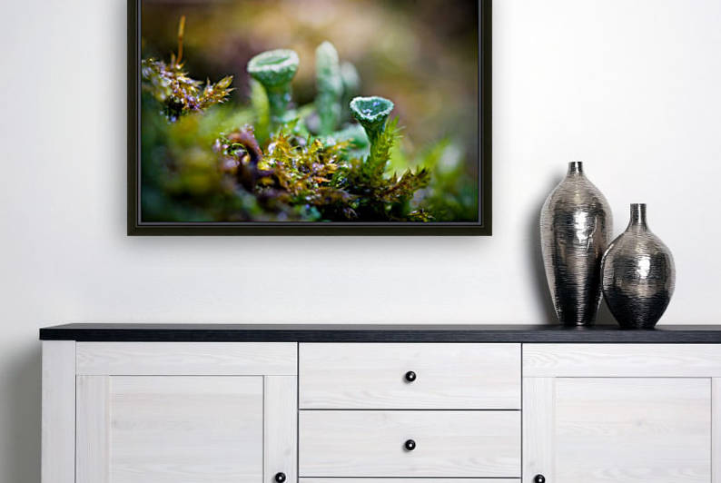 Mousse des bois by Ian Gagné