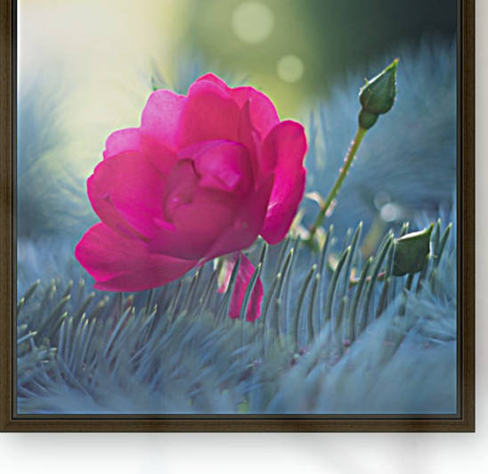 Rose et épines by Ian Gagné