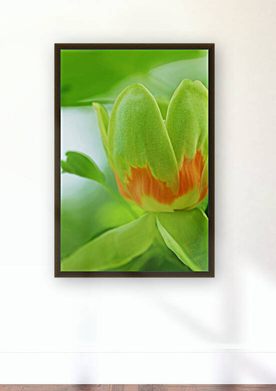 Yellow Poplar Flower by Deb Oppermann