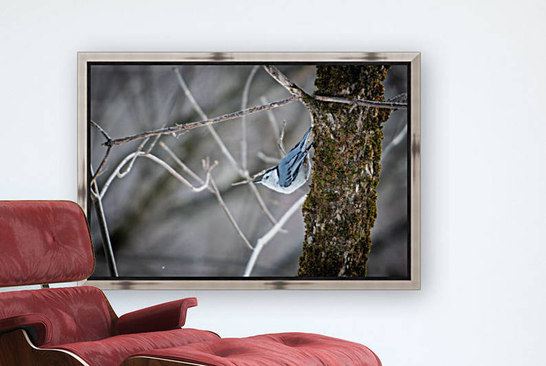 Sittelle by sebastien picard