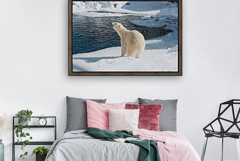 Ours Polaire by sebastien picard