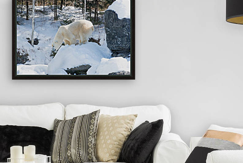 Ours Polaire by sebastien picard