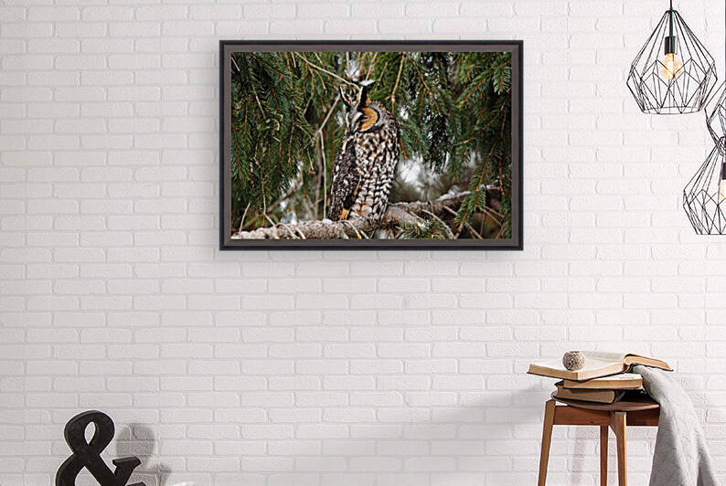 Northern Long Eared Owl by Deb Oppermann