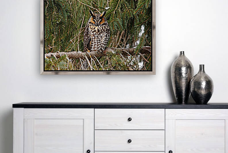 Roosting Owl by Deb Oppermann