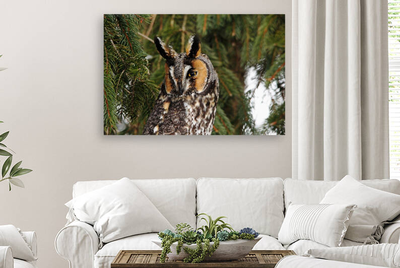 Vigilant Long Eared Owl by Deb Oppermann