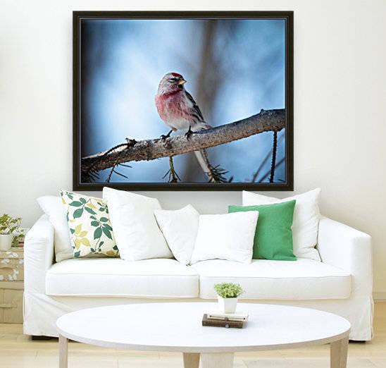 Sizerin by sebastien picard