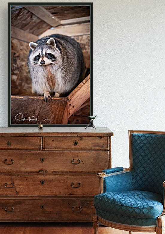 Raton ambassadeur by Sanctuaire Nymous