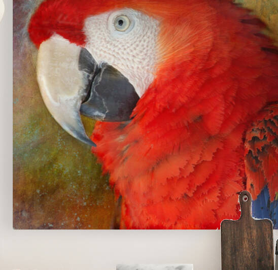 Scarlet Macaw Portrait by HH Photography of Florida