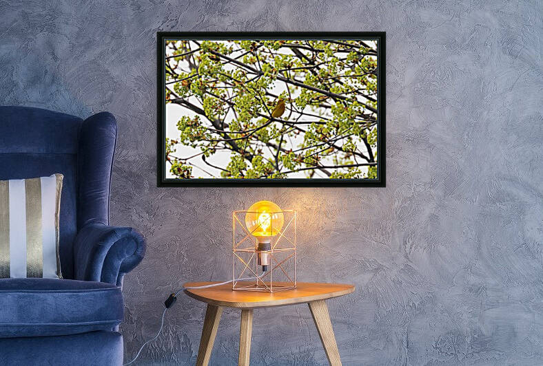 Yellow Warbler In Spring Maple Tree by Deb Oppermann