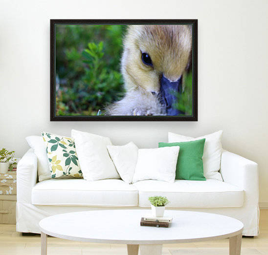 Baby Geese by IsabelVictoria