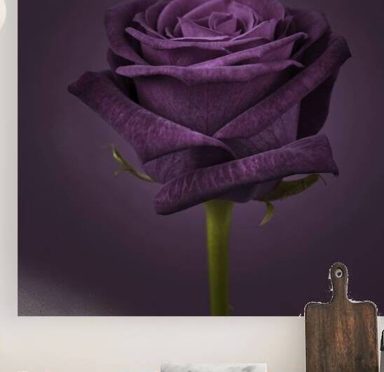 Royal Beauty by Assaf Frank