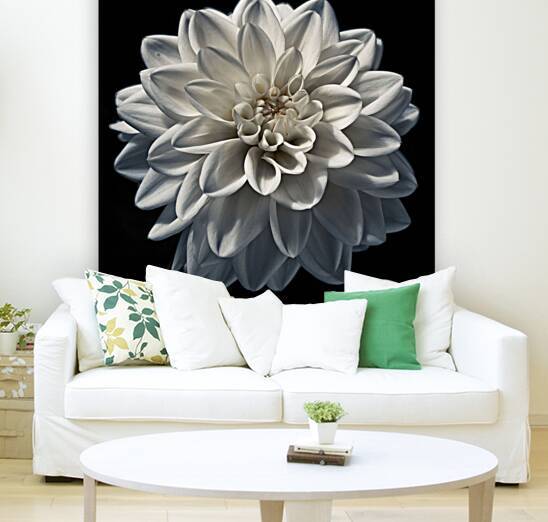 Dahlia flower by Assaf Frank