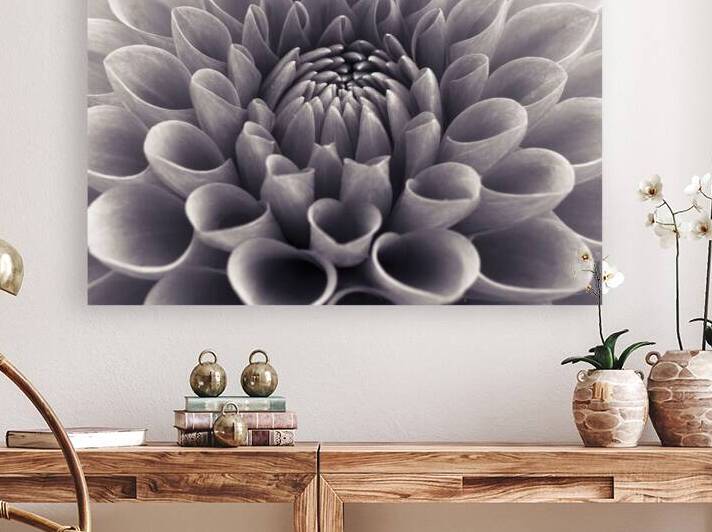 Dahlia Flower by Assaf Frank