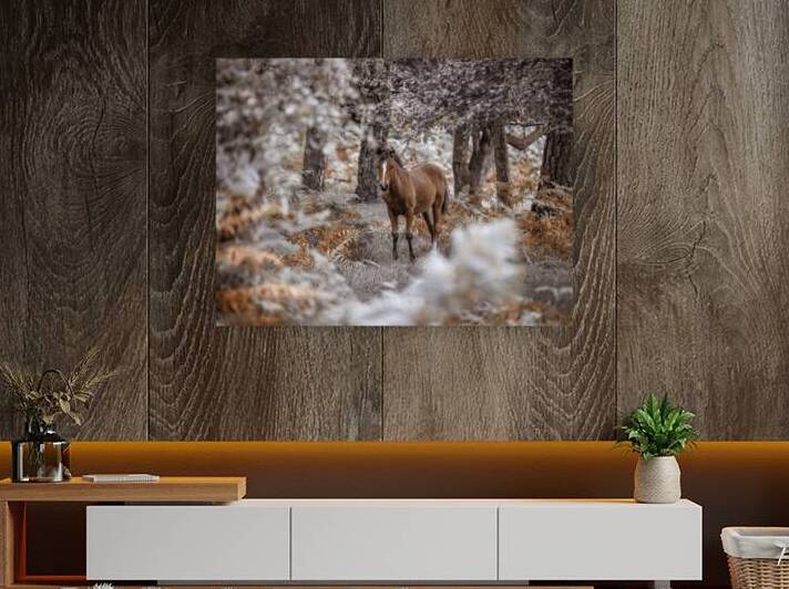 Wild Stallion by Assaf Frank