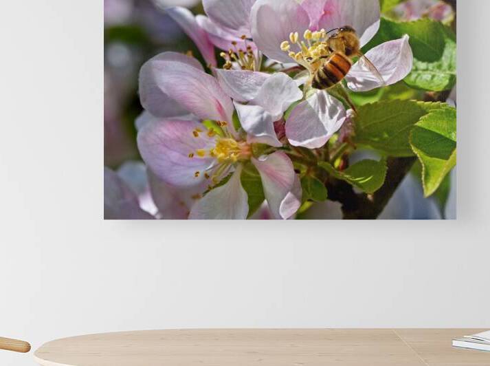 Honey Bee on Apple Blossom by Gill Billington