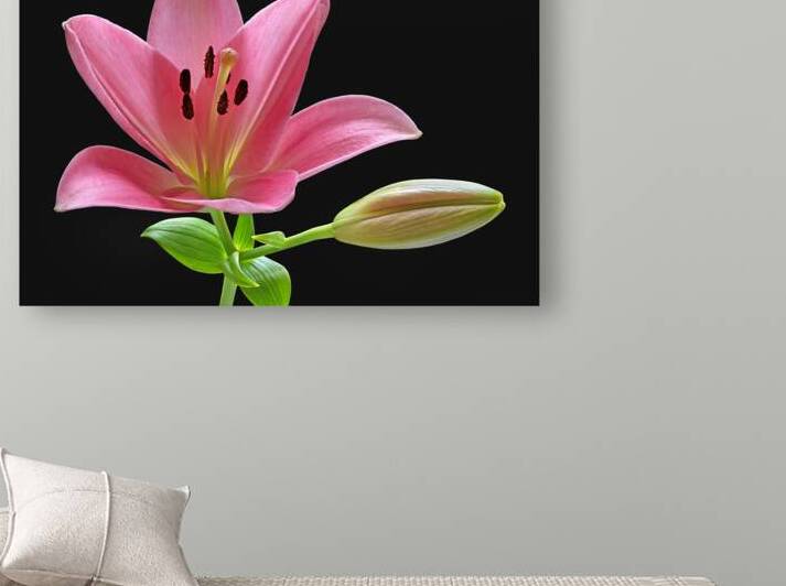 Pink Lily With Bud on Black by Gill Billington